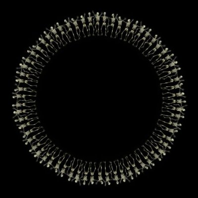 skeletons ripleys 10x6 4web round preview