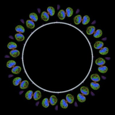division cellule melanome round preview