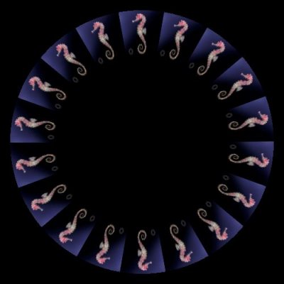 Seahorse round preview