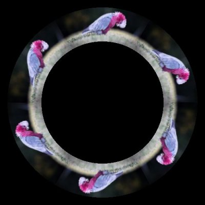 australian bird round preview