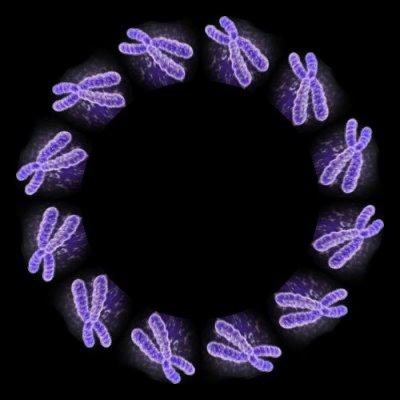 chromosome round preview