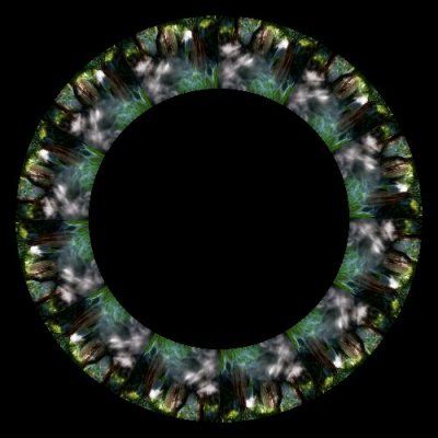 forest 10 round preview