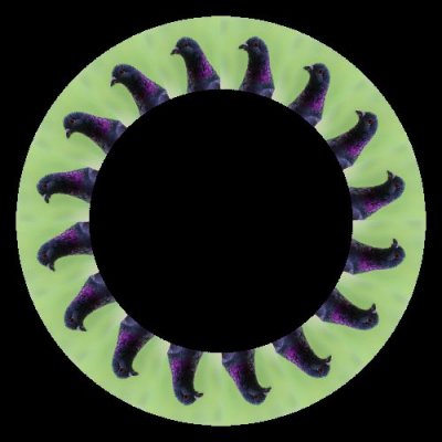 Rich pigeon round preview