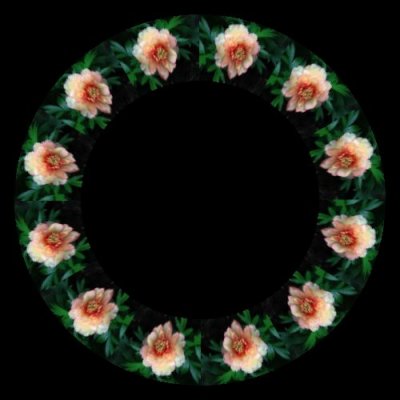 quebec pivoine blanche round preview