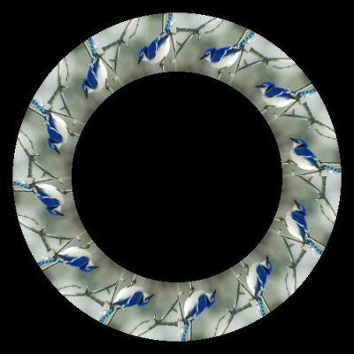 Quebec geai bleu 2 round preview