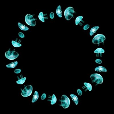 best jellyfish pattern 72px round preview