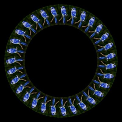 blue jay on a stick round preview