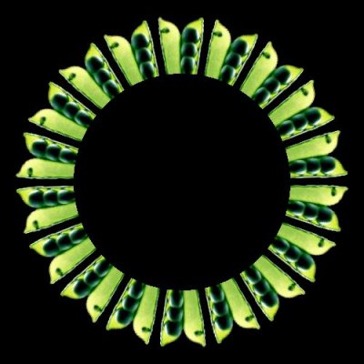 food peas round preview