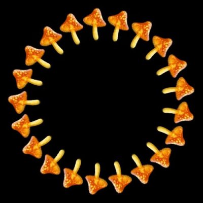 mushroom b round preview