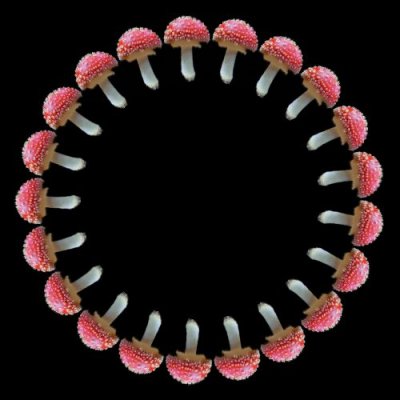 mushroom e round preview