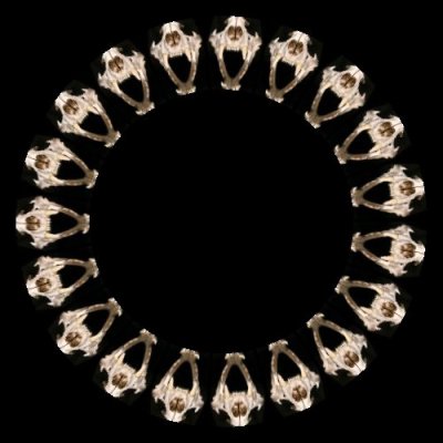 skull animal $ round preview