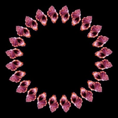 sea shell d round preview