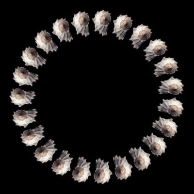 sea shell e round preview