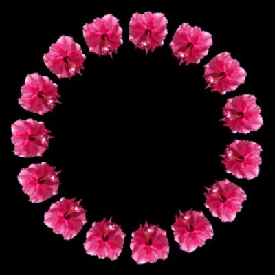 hibiscus $ round preview