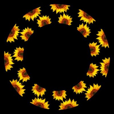 sunflower 2 of 3 round preview