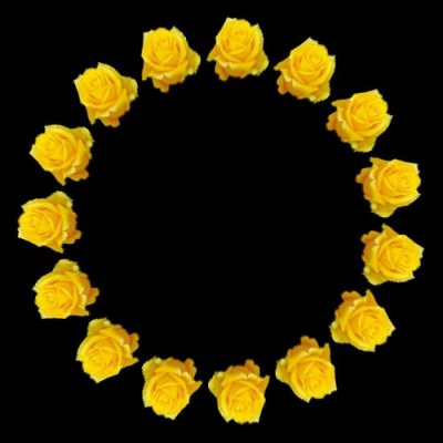 yellow rose $ round preview
