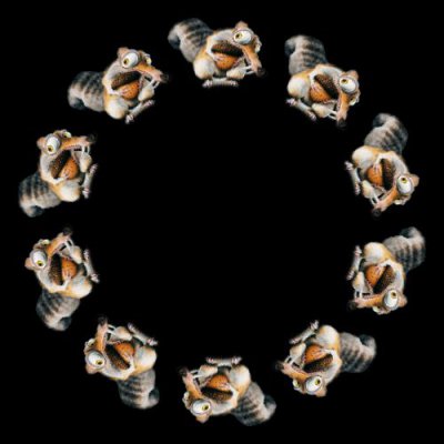 Squirel round preview