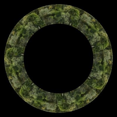 Realistic photo of forest tree full of leaves round preview