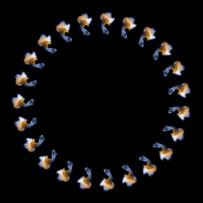 blue yellow betta fish round preview