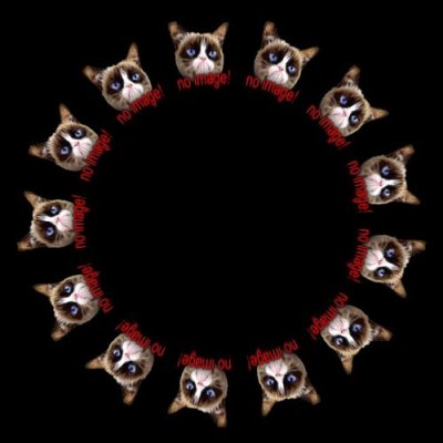 no image cat round preview